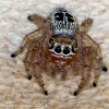 Jumping Spider