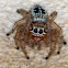 Jumping Spider