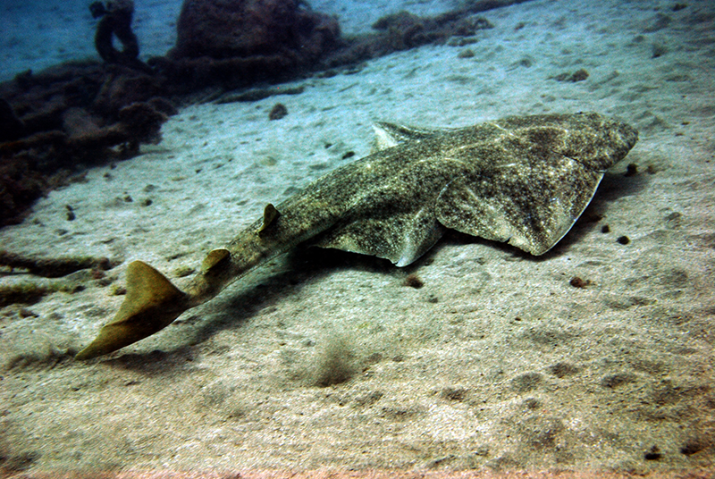 Angelshark