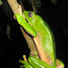 Giant Monkey Frog, Giant Leaf Frog, Waxy-monkey Treefrog