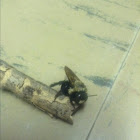 Carpenter bee