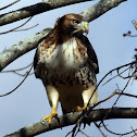 Red-tailed Hawk