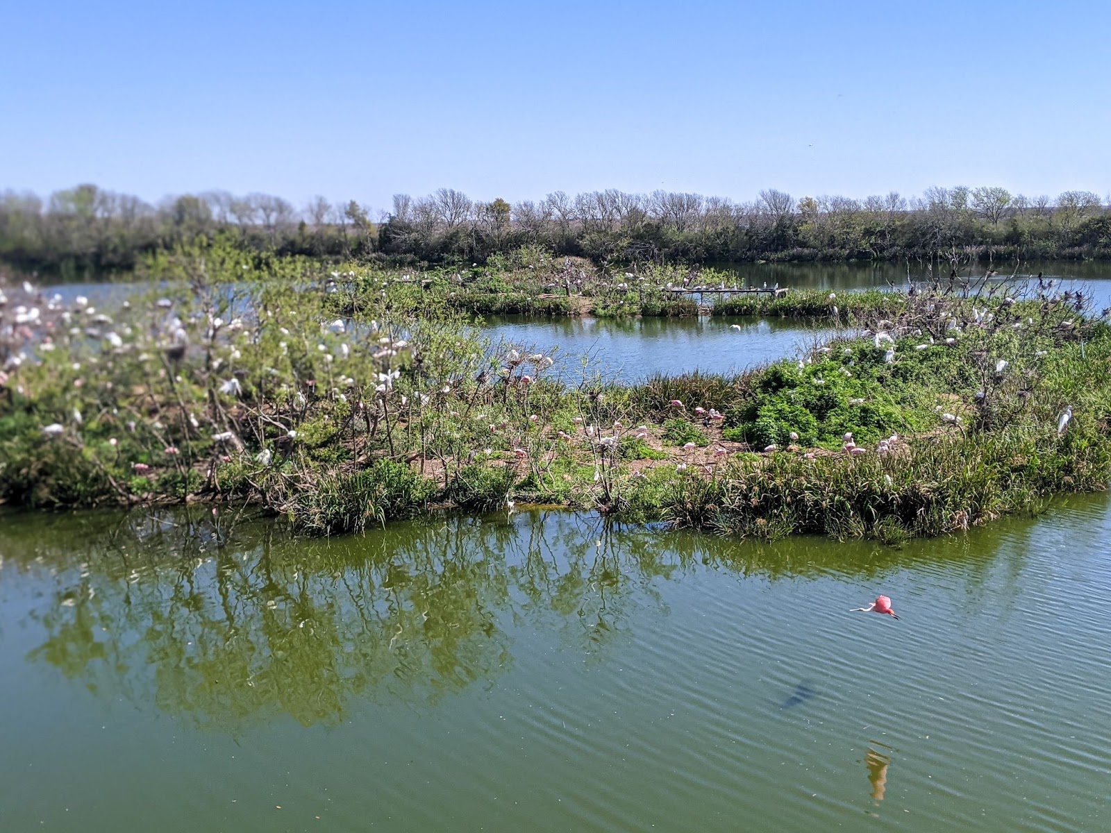 Thousands of migratory birds flock to the rookery at Clay Bottom Pond in Houston Audubon's Smith Oaks Sanctuary.