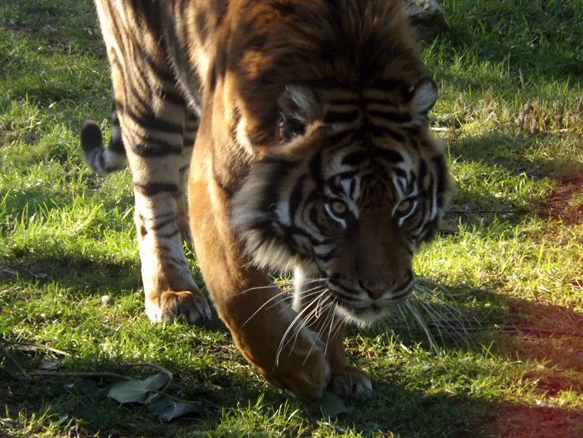 Tigre de Sumatra, Doué la Fontaine - Tous droits réservés