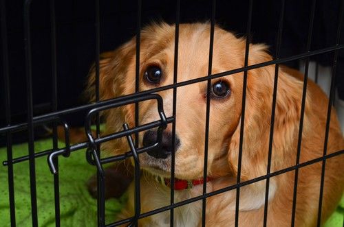 Perros de adiestramiento de jaulas