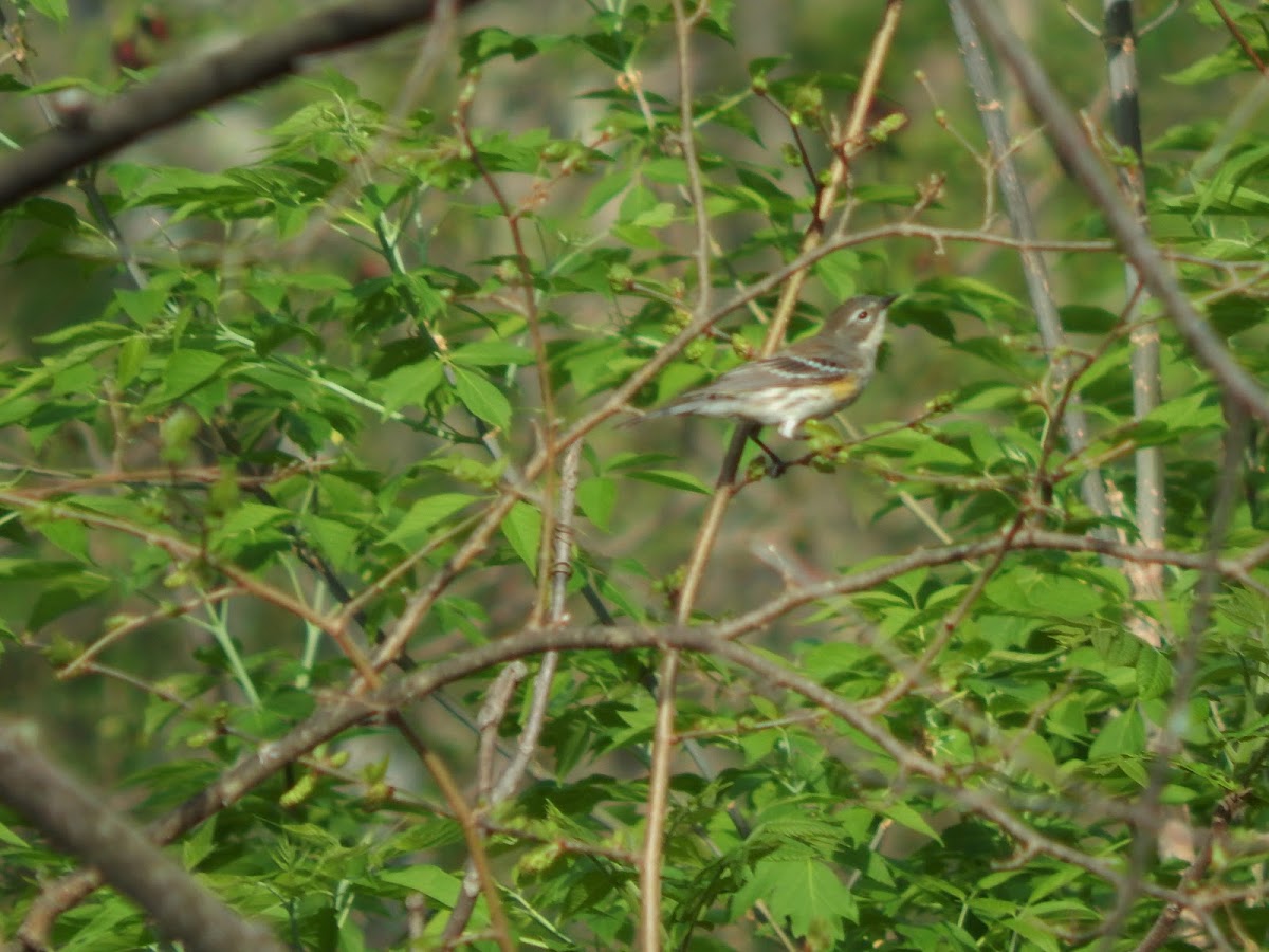 Yellow-rumped Warbler - female