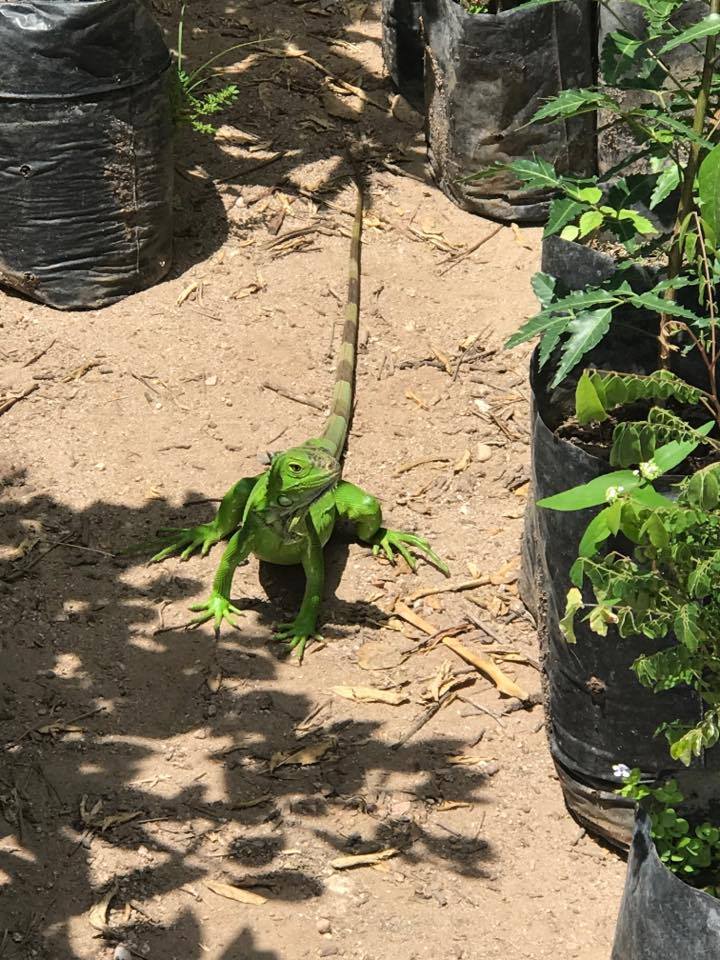 Iguana Verde