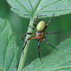 Cucumber Green Spider