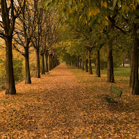 Viale autunnale di 