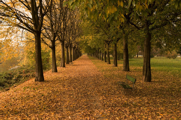 Viale autunnale di Davide_79