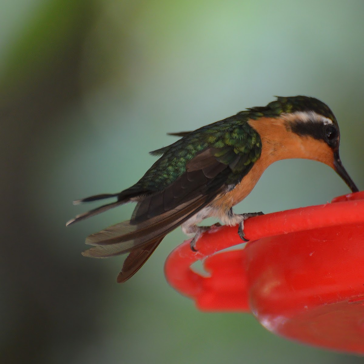 Purple-Throated Mountaingem (female)