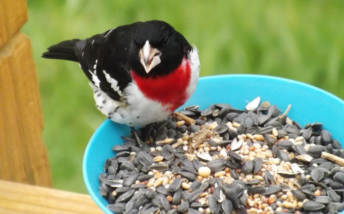 Rose-Breasted Grosebeak