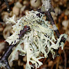 Strap lichens