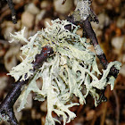 Strap lichens