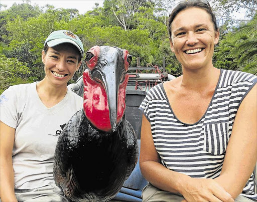 DANDY DECOY: Pedro, a fake southern ground hornbill, is used to research the species. Manager of the Mabula Ground Hornbill Project Lucy Kemp, right, and Natasha Nel are in the Eastern Cape to ask people to help sight the rare birds Picture: MIKE LOEWE