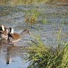 Common moorhen