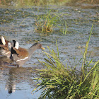 Common moorhen