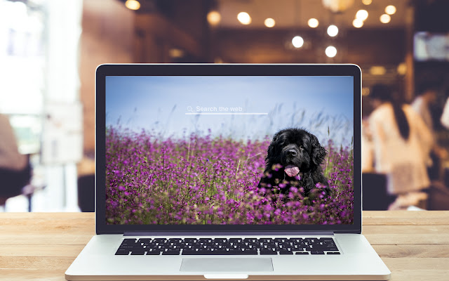 Newfoundland HD Wallpapers Dog Theme