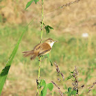 Booted Warbler