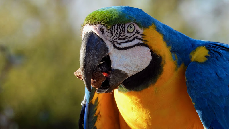 I colori del Pantanal di Fioredimare