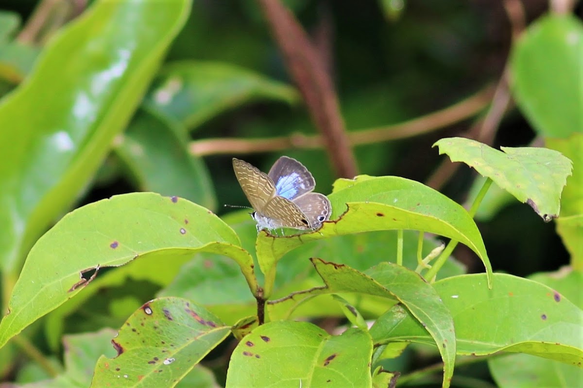 Ceylon Dark Six Line Blue