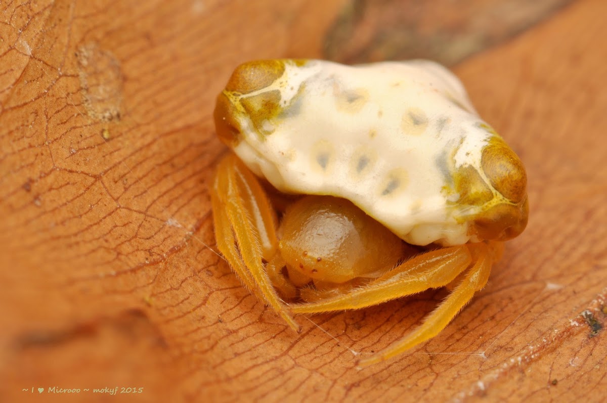 Bird Dung Spider