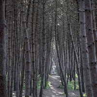 sentiero in pineta di 