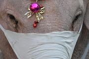 An elephant wearing a protective mask is seen during a distribution event of protective masks to students, in an effort to prevent the spread of the coronavirus disease (Covid-19), ahead of Christmas celebrations at a school in Ayutthaya, Thailand December 23, 2020. 