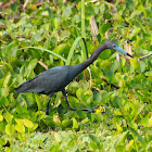 Little Blue Heron