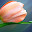 Peach Flowers Pop HD Flowers New Tabs Theme