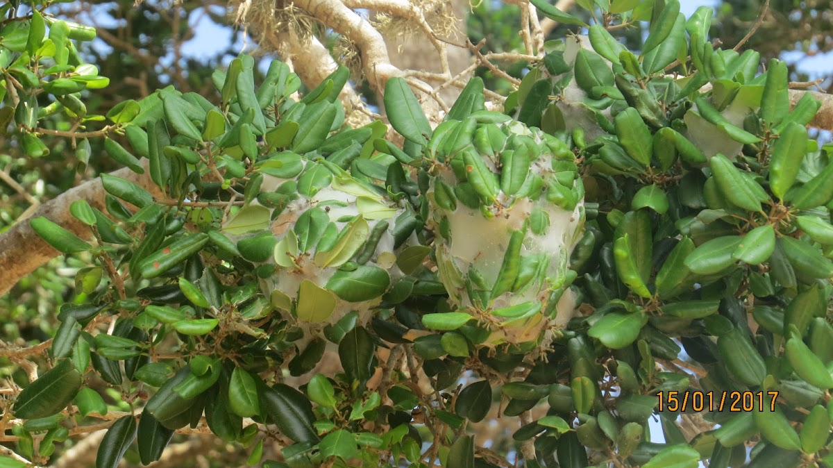 Ant Nests