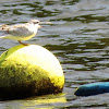 Common Tern