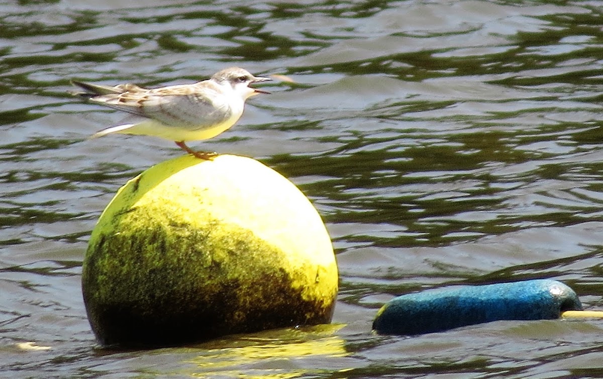 Common Tern