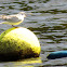 Common Tern