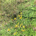 Border Forsythia