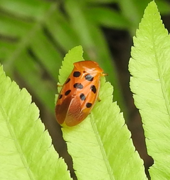 Froghopper