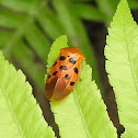 Froghopper