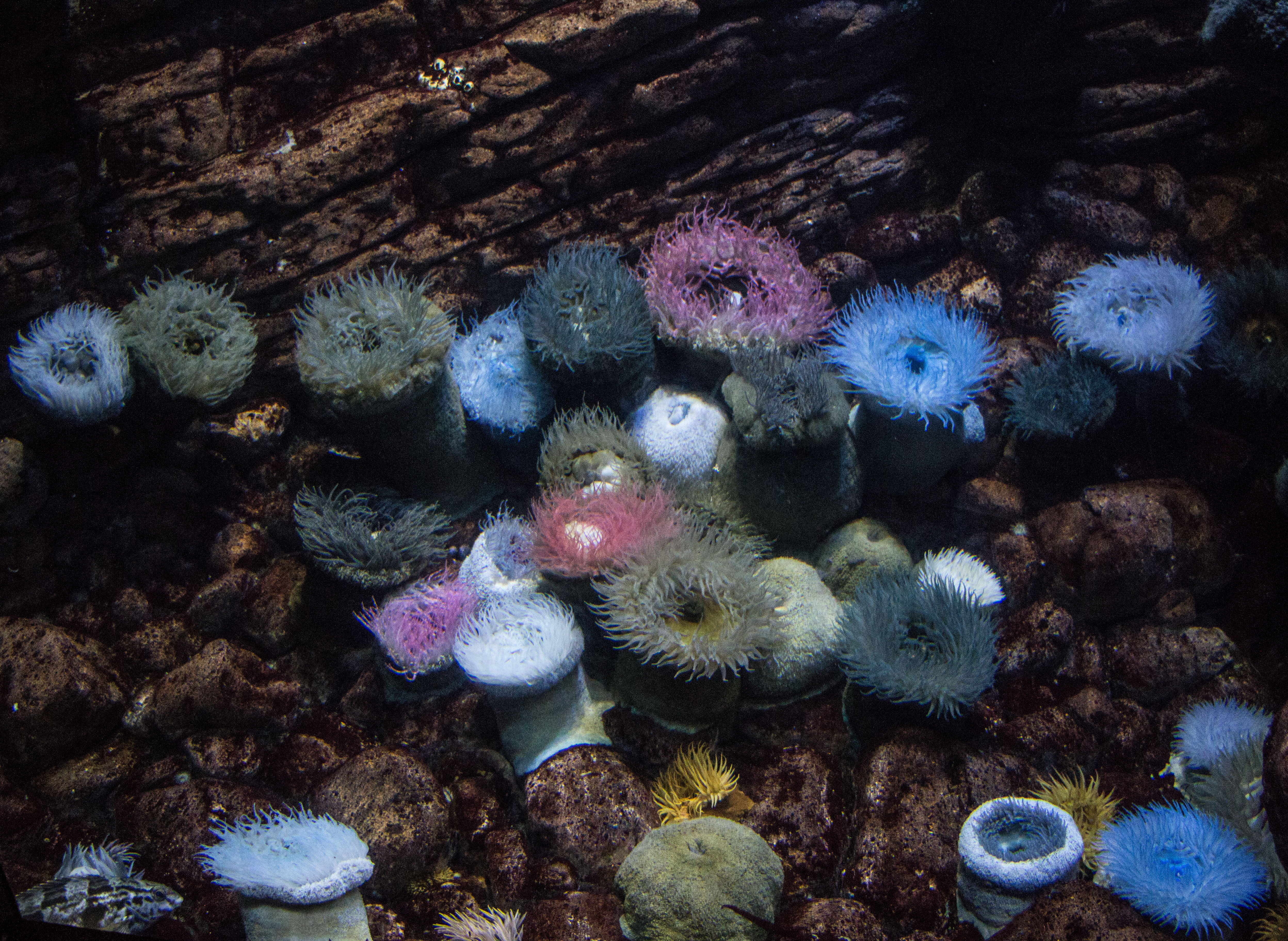 Batuffoli di mare di atlantex