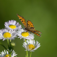 La Primavera di 