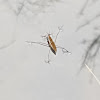 Water Strider