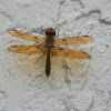 Eastern Amberwing