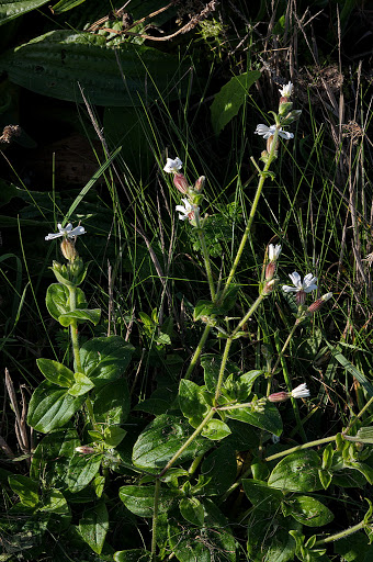 Silene latifolia