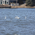 Trumpeter Swan