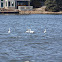 Trumpeter Swan