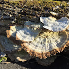 Turkey Tail