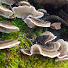 Turkey Tail and Relatives