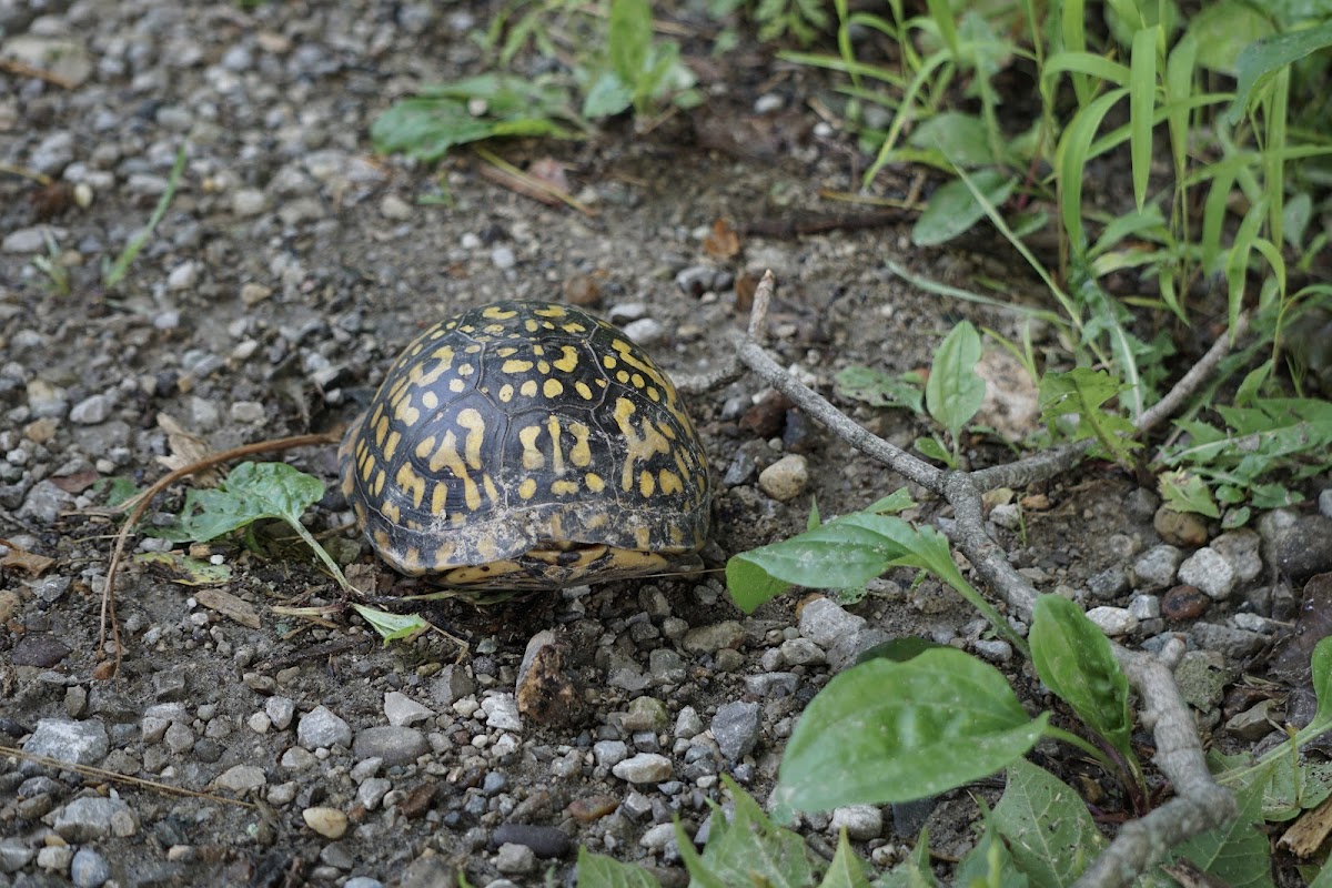 Eastern Box Turtle