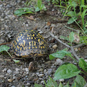 Eastern Box Turtle