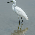 Little Egret