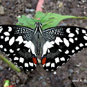 Lime Butterfly